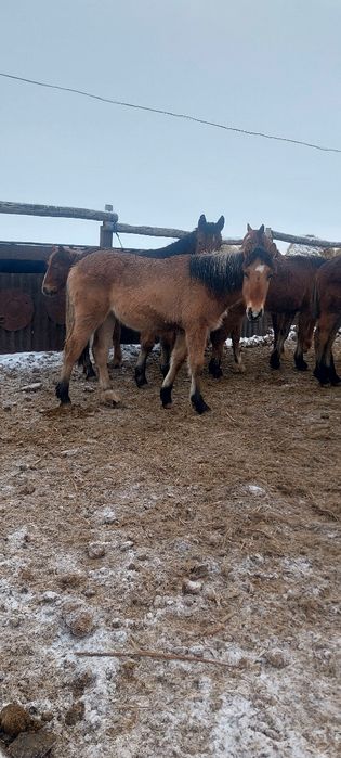Продам 20 голов жеребчиков