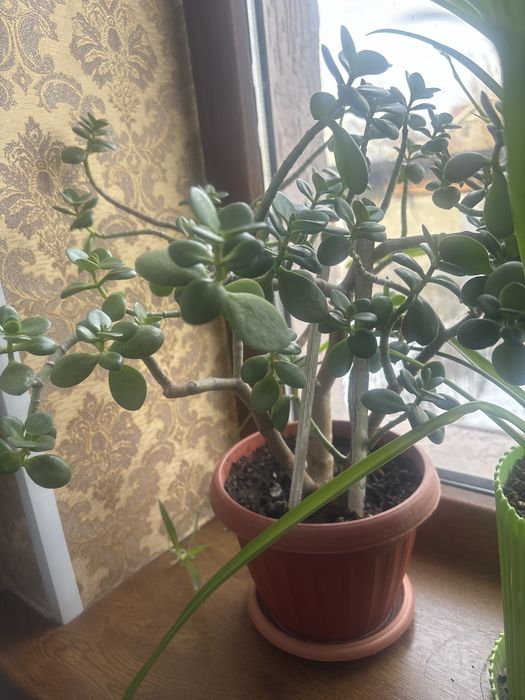 Цветы комнатные растения