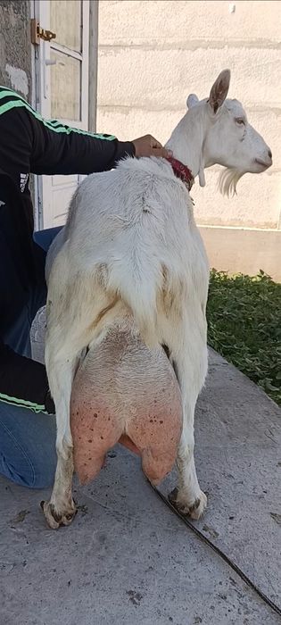 Capra nr1. De elită