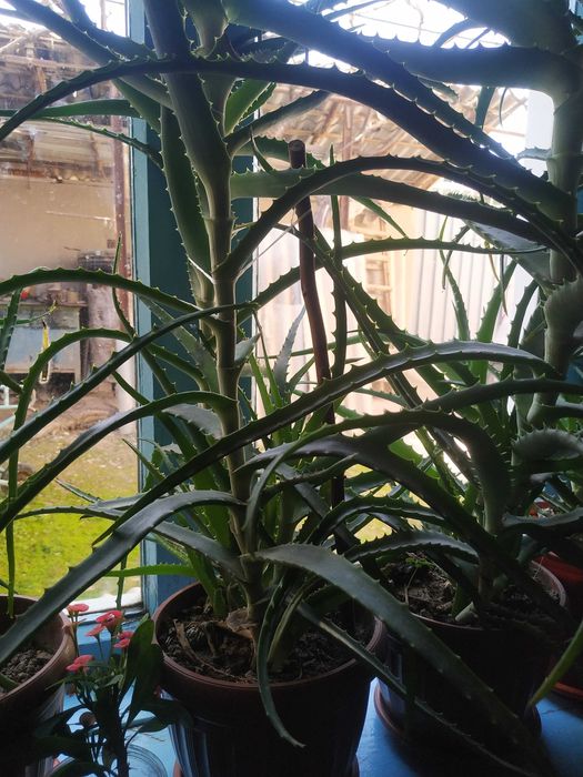 Продам алое комнатные