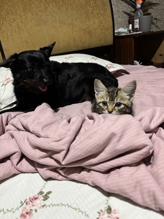 Отдам котенка в добрые руки
