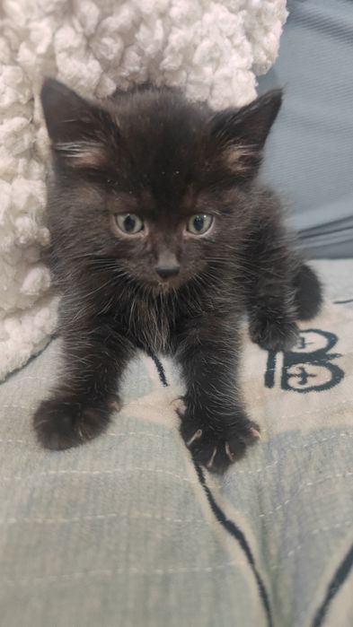 Отдам котят от невскомаскарадной
