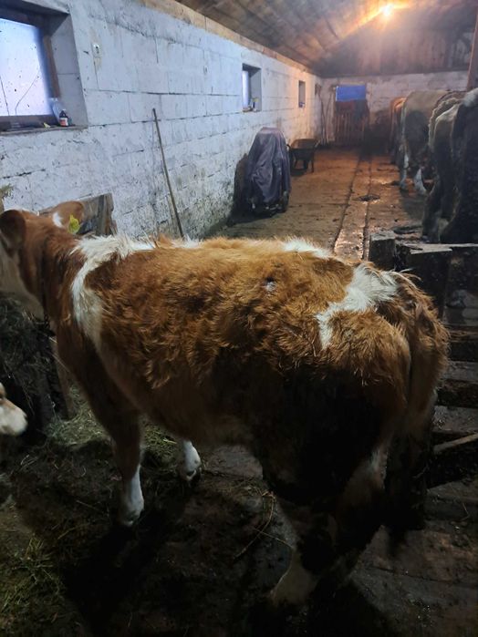 Vând  vițea  băltată