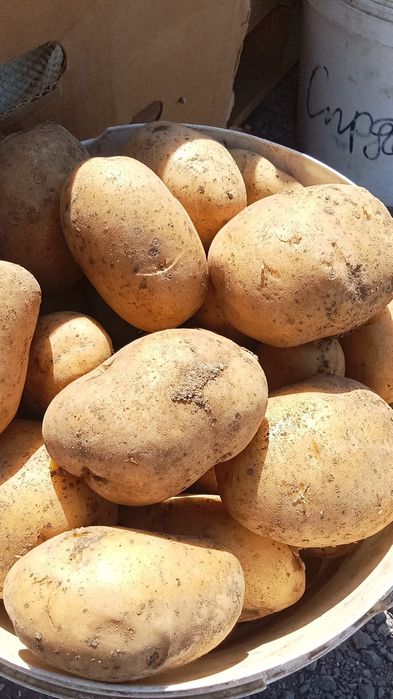 Продаю картошку,