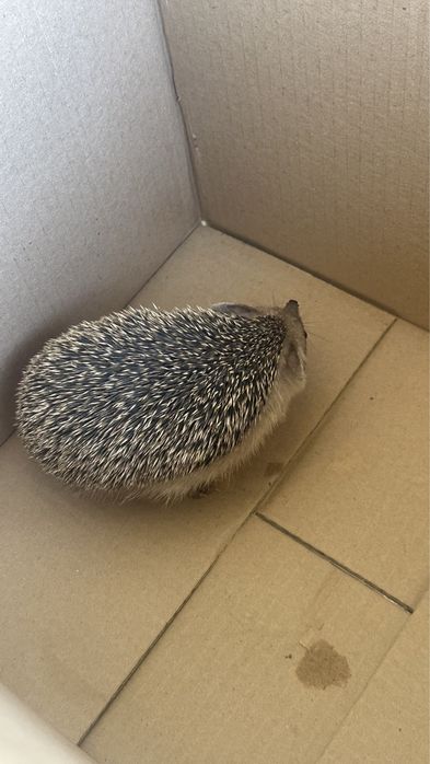 Ежата ежик ёжик ёж