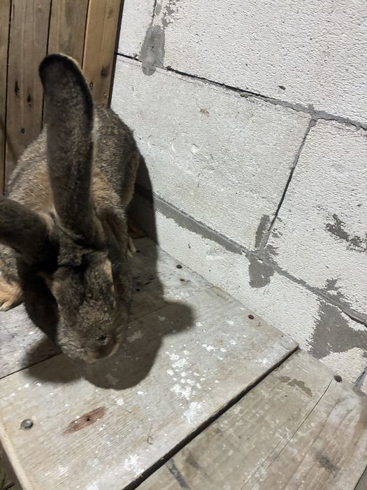 Vand iepuroi urias german