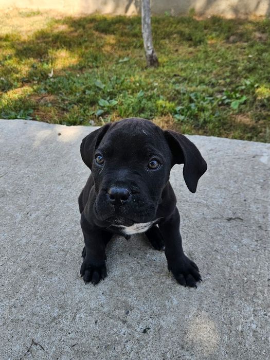 Vând catei cane corso