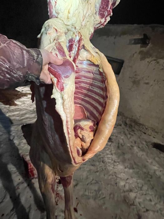 Семіз жабағылар сатылады