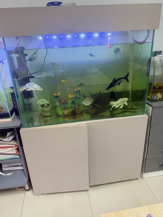 Аквариму с рыбками зоводской в сборе 300л