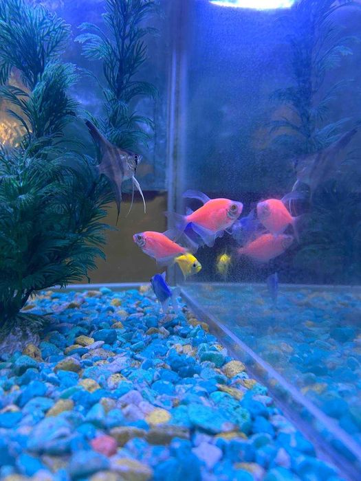 Аквариум с рыбками - 60 литр
