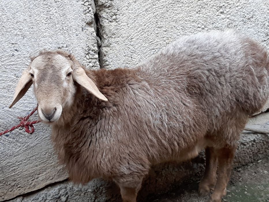 Кочкорлар бор Арзон