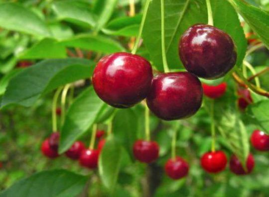 Vișin (Soiul Crișana )