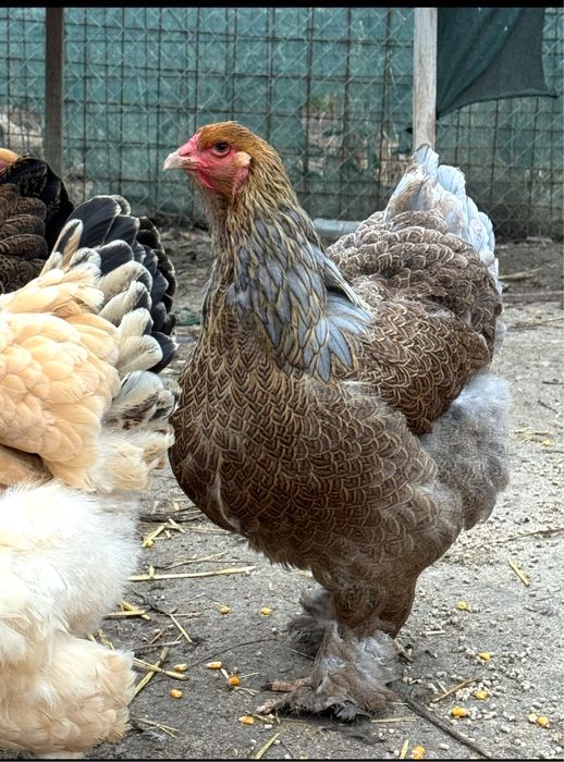 Oua pentru incubat - rasele Australorp & Brahma