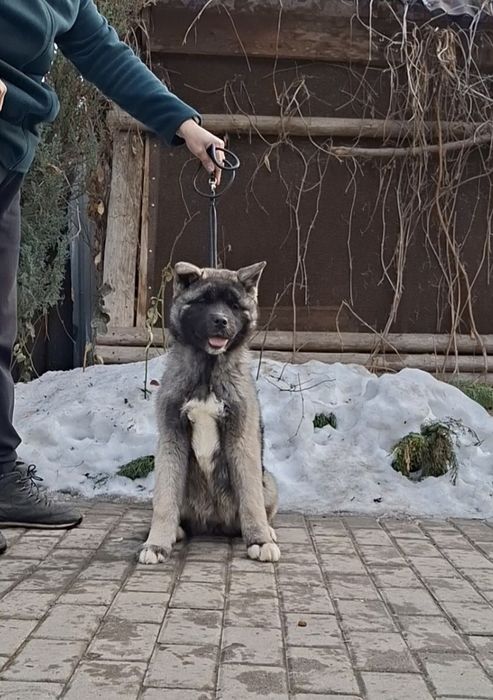 Американская акита щенки