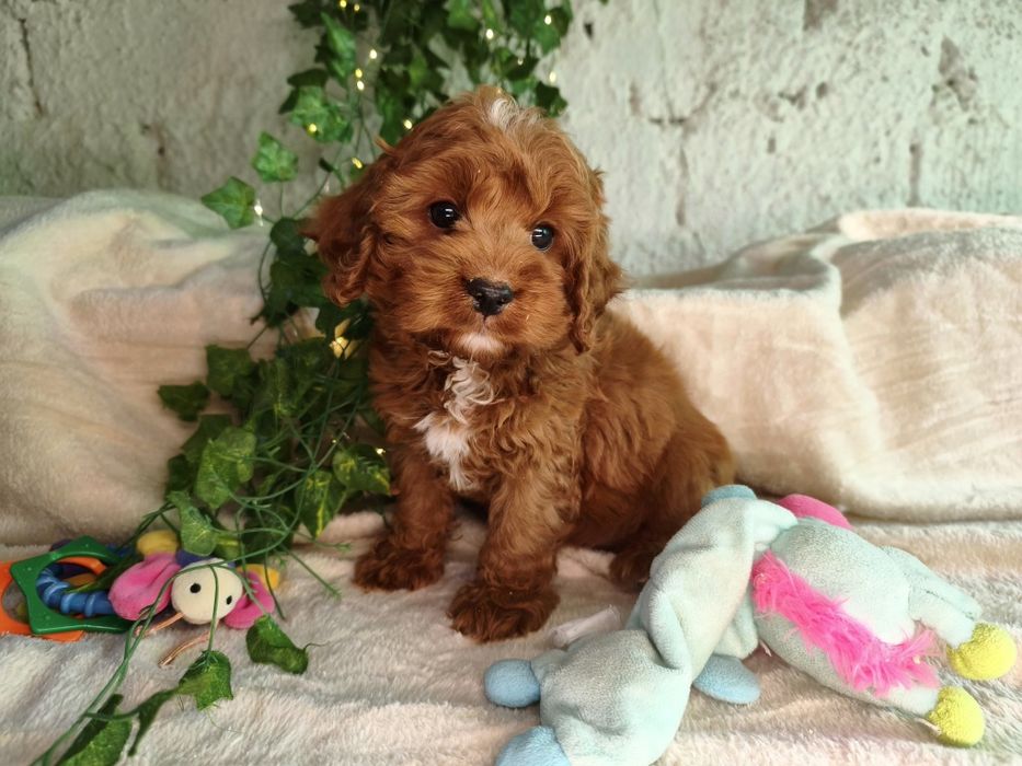 Vand baietel Cavapoo F1b red Oradea • OLX.ro