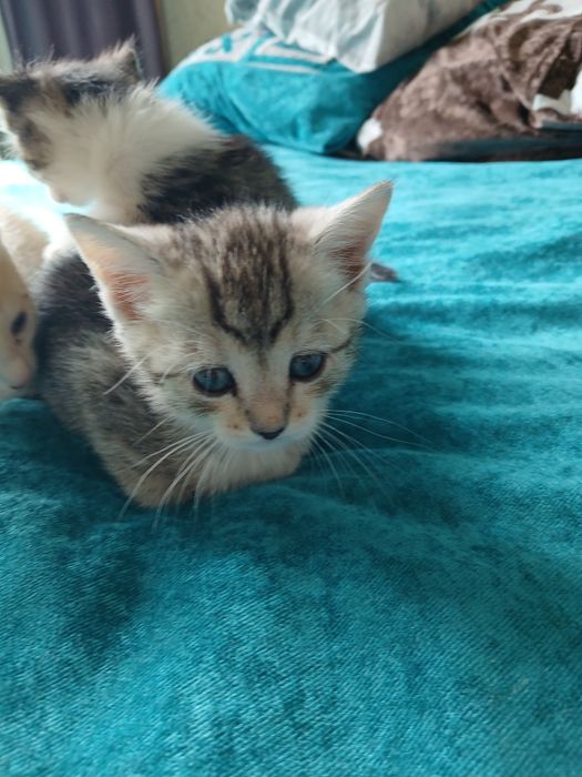 Отдам в хорошие руки котят.