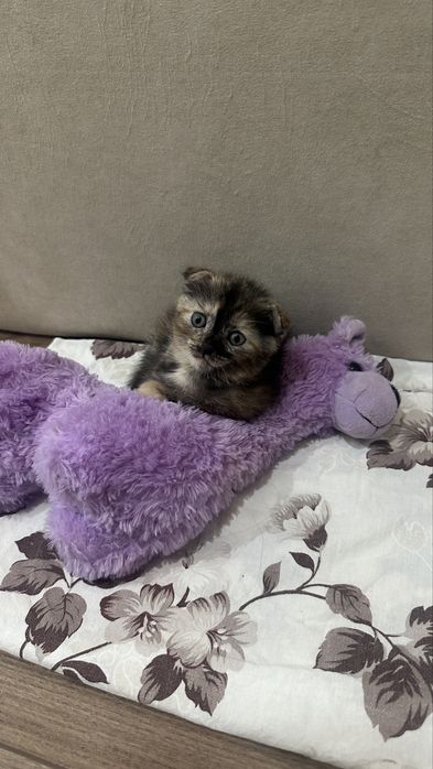 Котенок 10.000 продается
