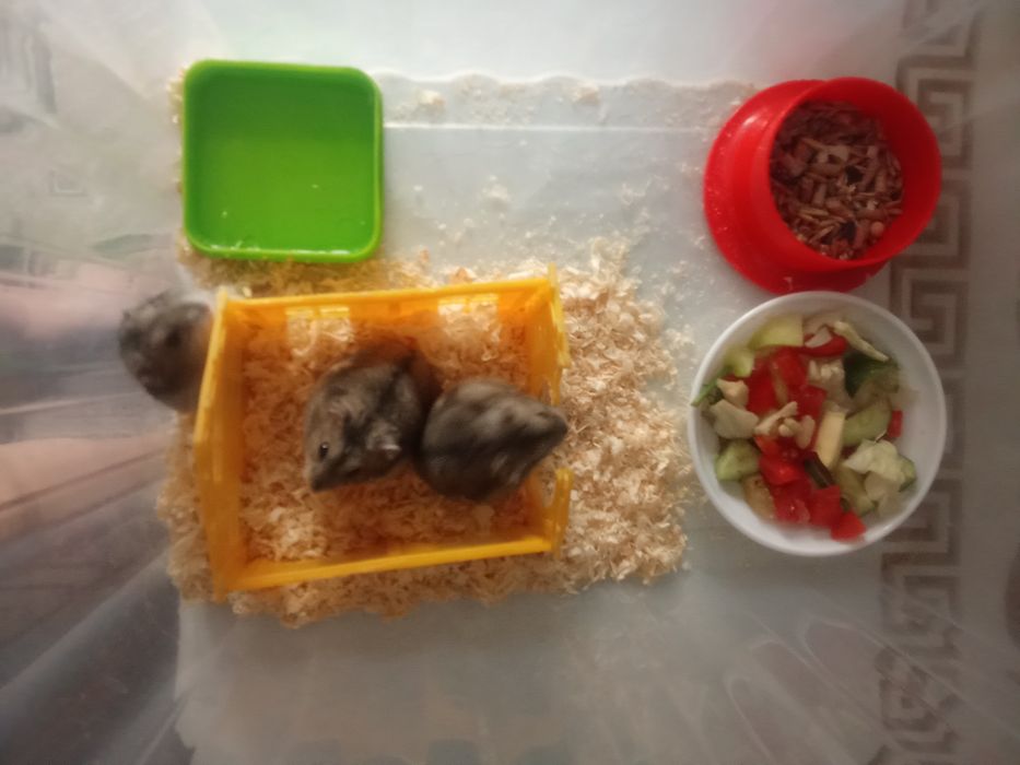 Хомяки джунгарики