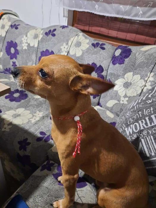 Изгубен в Балчик мини пинчер