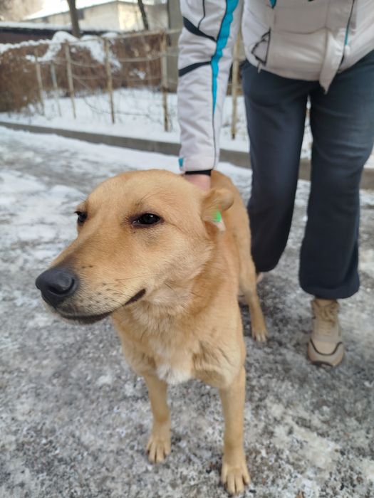 Собака в добрые руки