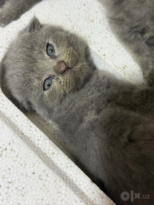 Котята Scottish Fold, 2-3 месячные