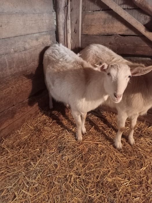 Продам молочную козу