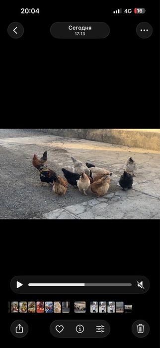 Куры и петухи домашная