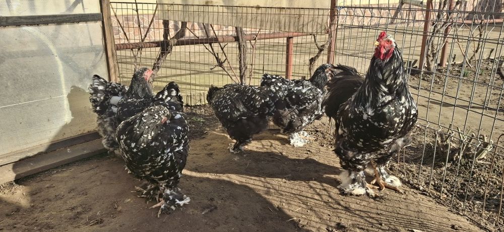 Vând ouă de incubat brahma negru bobat