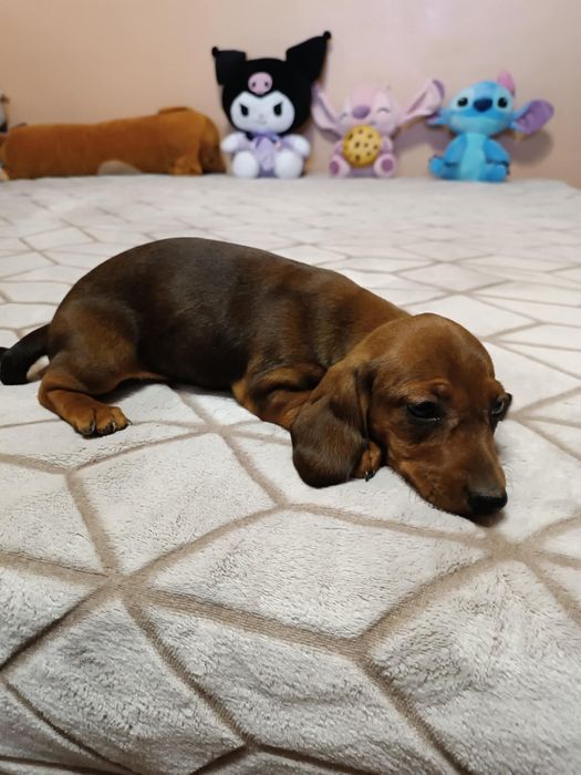Fetita teckel dachshund