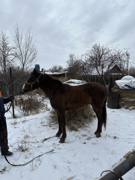 Продам молодого жеребца