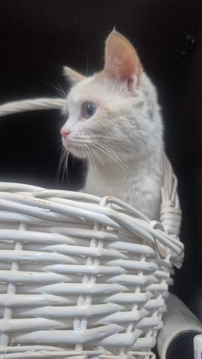 Добрый котик ищет дом