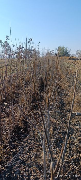 Ishonchli karlik va polukarlik yongʻoq kuchatlari