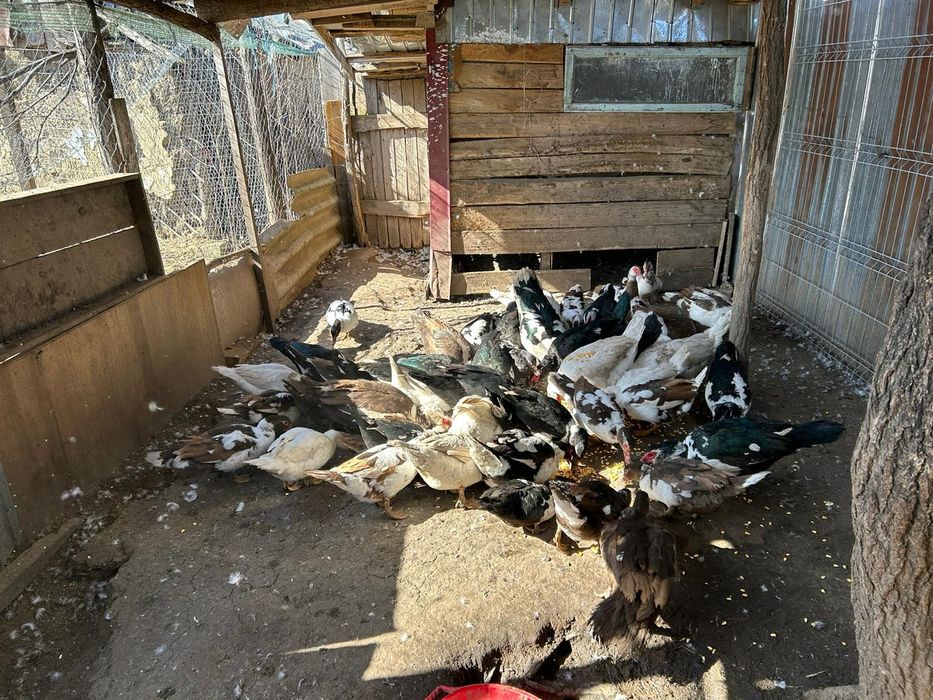 Vand rațe si rățoi