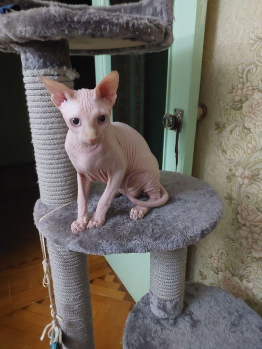 Котёнок сфинкса, отличный подарок