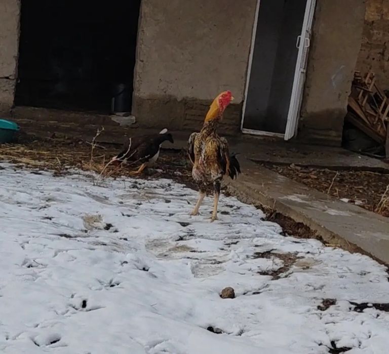 Молодой дакан петух на продаже