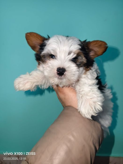 Очаровательные щенки бивера.