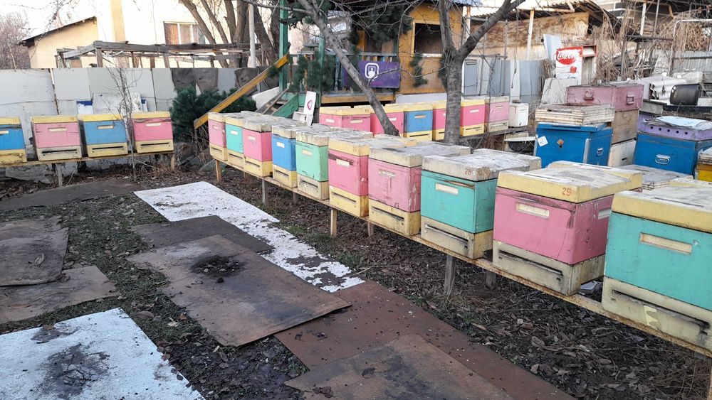 Продам Мед своя Пасека