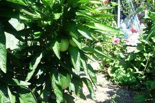 Разсад ПЕПИНО (пъпешово дърво)