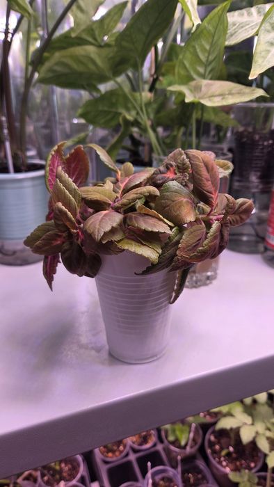 Черенки сортового колеуса