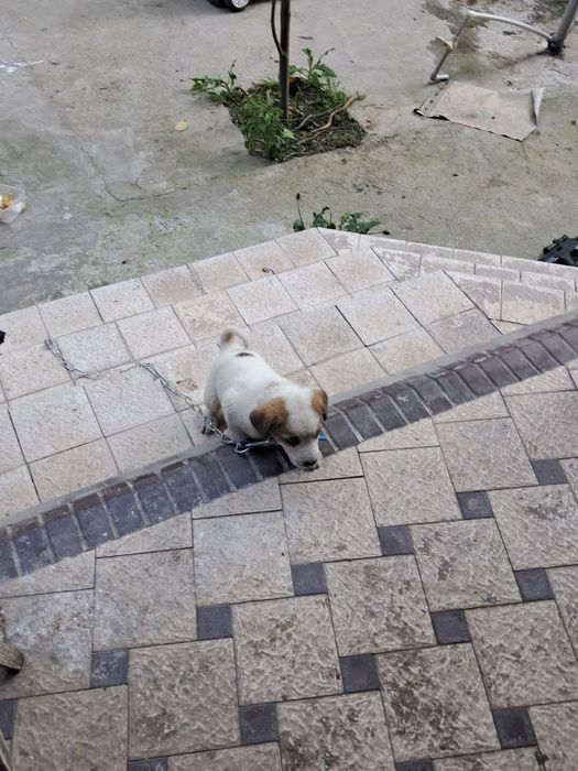 Срочна продаю щенок