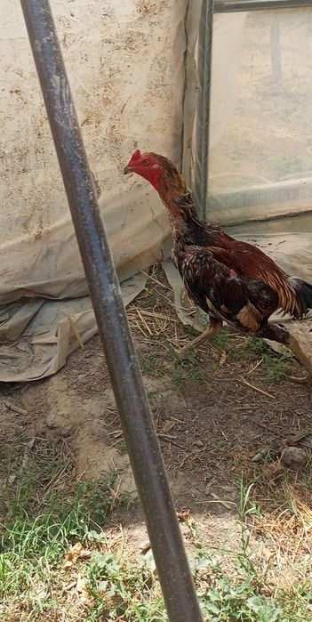 Dakan xoʻroz bir yillik