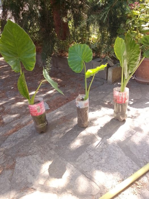 Продавам Трилистници