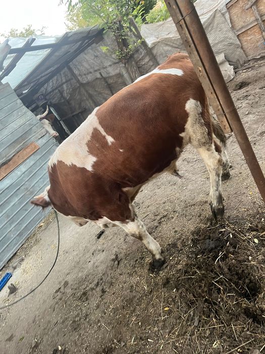Vând vițel de 6 luni