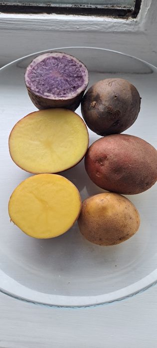 Продам домашнию картошку