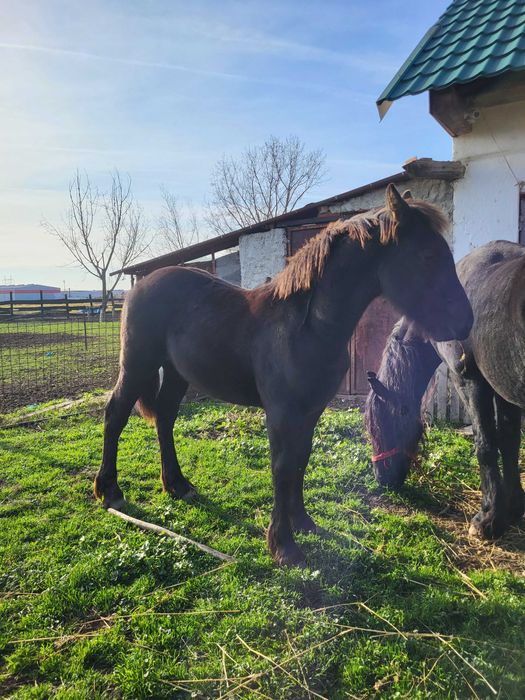 Vand o iapa friz si o manaza