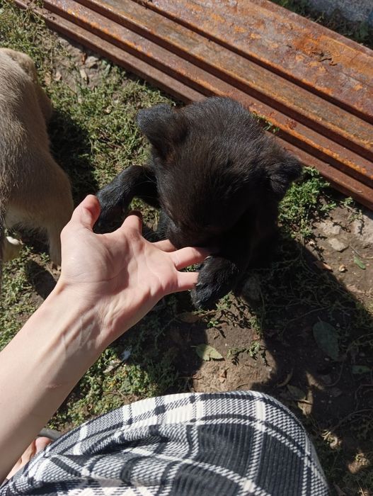 Отдам щенков дворяне