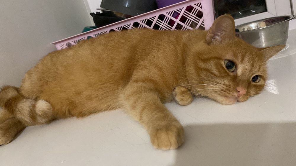 Кошка Бренда ищет дом