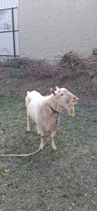 Бухорода такка хизмати