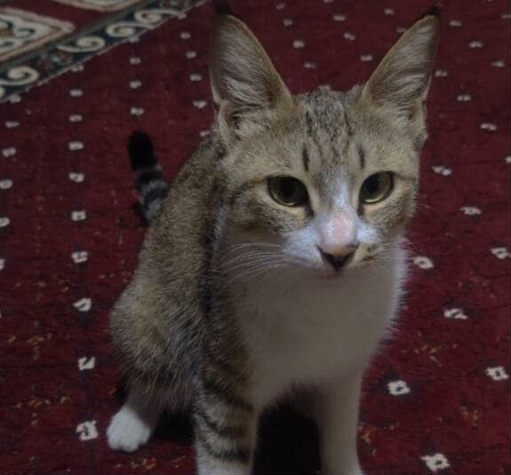 Отдам в добрые руки