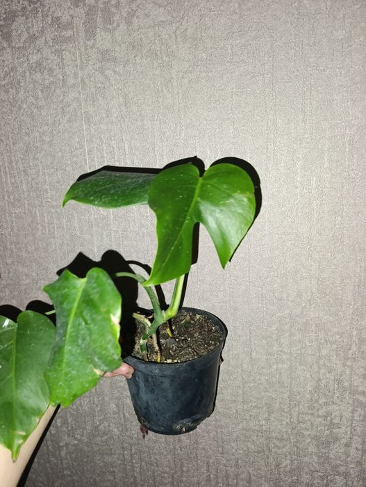 Продам монстеры резные